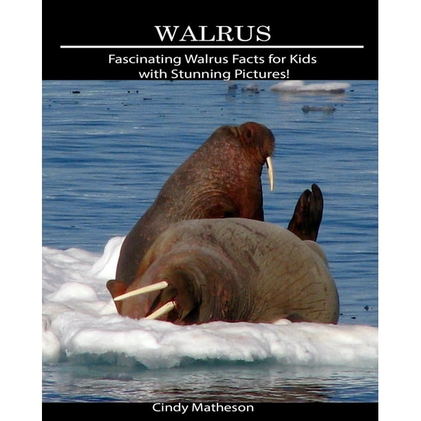 Walrus : Fascinating Walrus Facts for Kids with Stunning Pictures