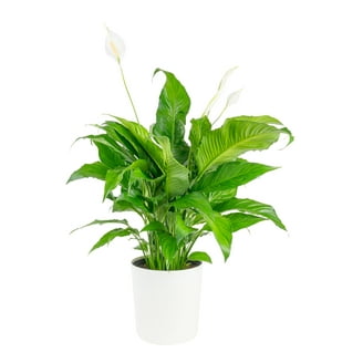 Costa Farms Green Majesty Palm Live Plant in 10in Decor Pot with