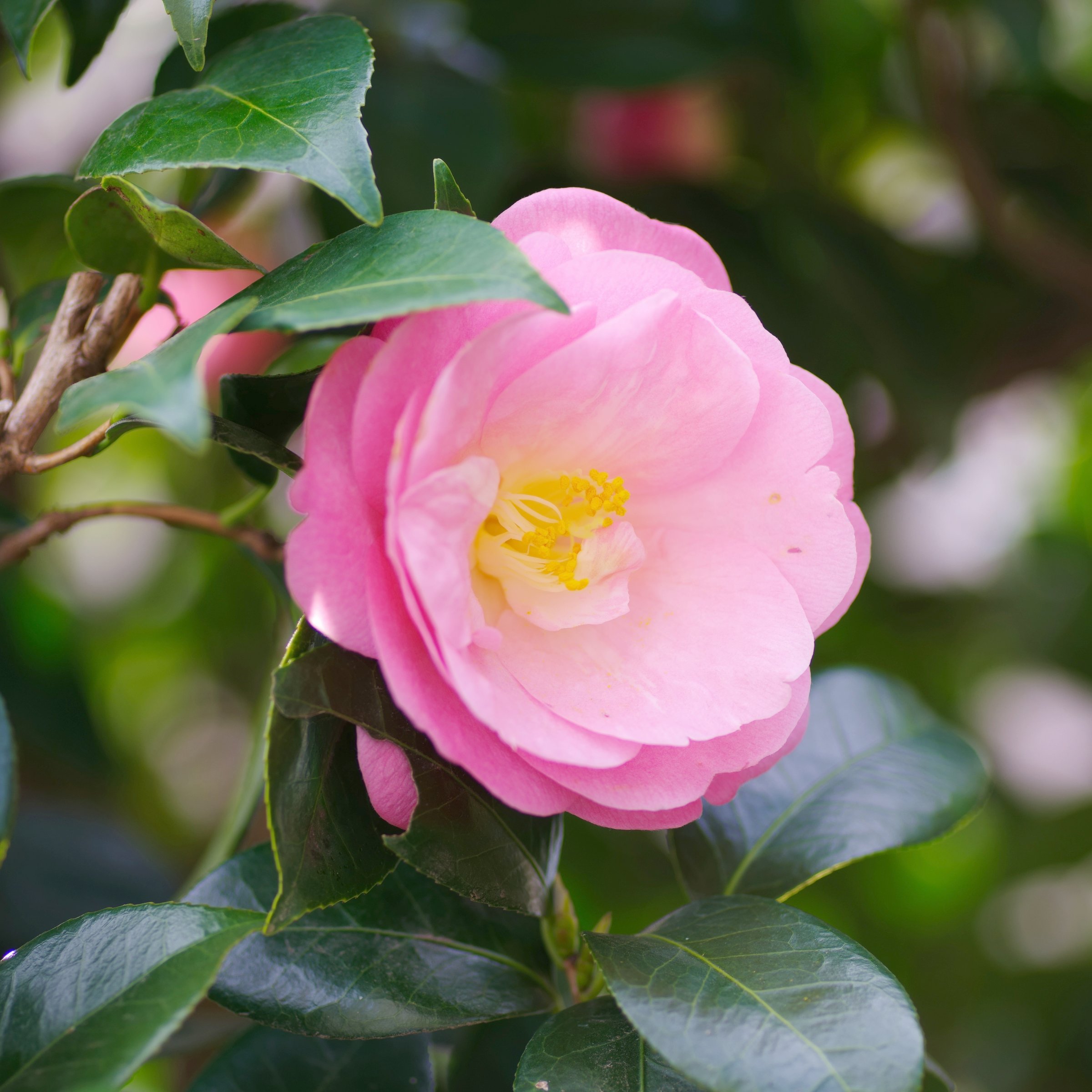 National Plant Network 1 gal. Camellia Japonica April Remembered Shrub