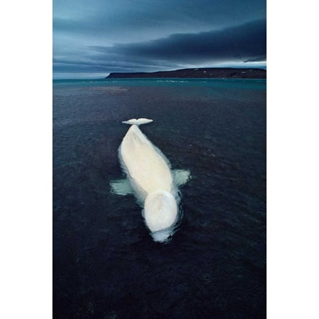 Glass 14' Strand - Beluga whale stranded at low tide Somerset Island Nunavut Canada Poster Print by Flip Nicklin (10 x 14)