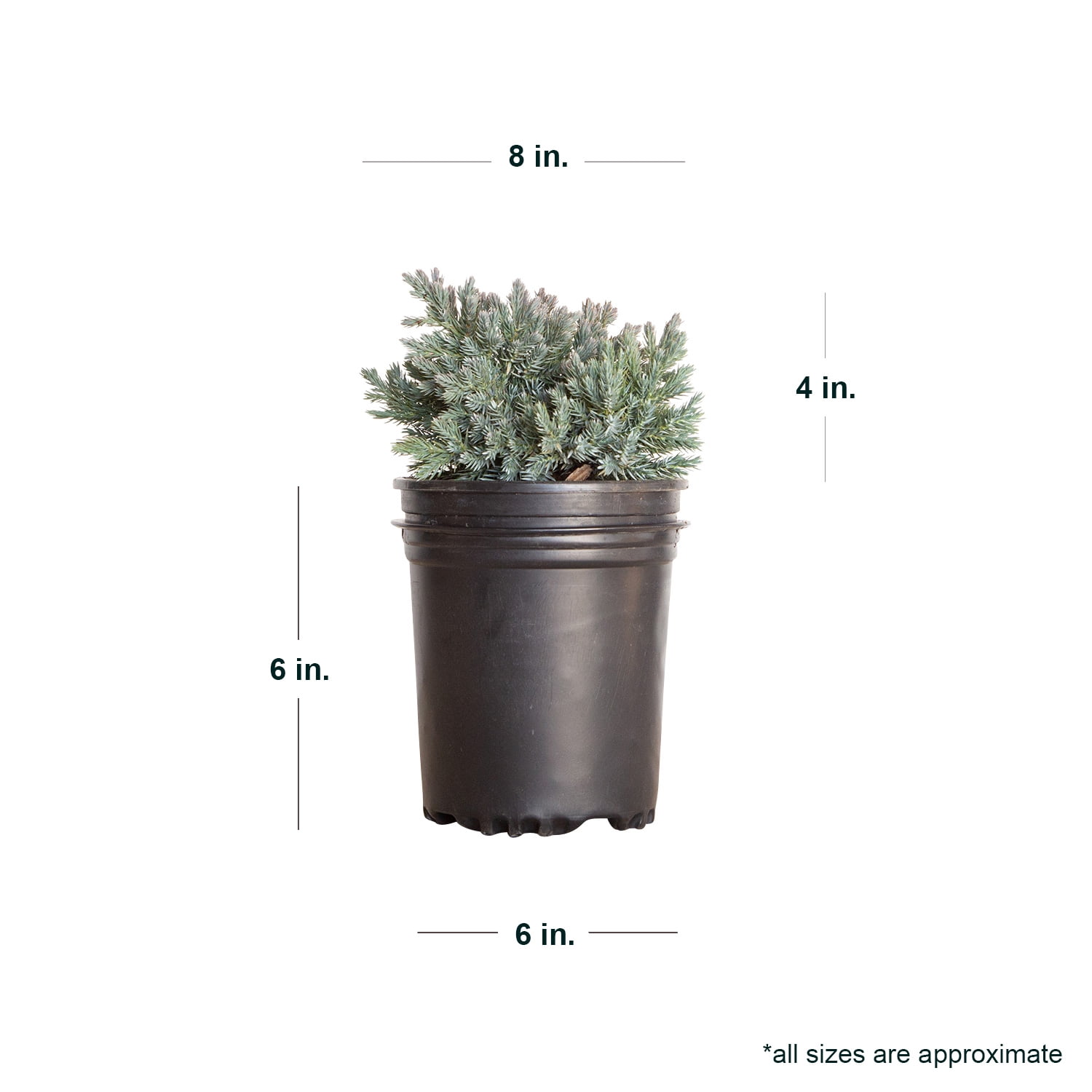 Expert Gardener Blue Star Juniper (2.5 Quart) Low-Growing Groundcover Evergreen Shrub - Full Sun Live Outdoor Plant