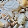 thumbnail image 3 of Sea Shells Mixed Beach Assorted Seashells, Various Sizes Natural Ocean Beach Seashells for Beach Themed Party DIY Crafts Jewelry Making Fishtank Vase Fillers Home Wedding Decorations (50), 3 of 9