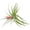 Hybrid No. 1, variant on ragnaroc Air Plants - Flowering Tillandsia Stricta Large 5" - 1ct - Live Arrival Guaranteed - House Plants for Home Decor & Gift