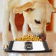 thumbnail image 5 of Cuenco para perros Cuencos de acero inoxidable con base de goma antideslizante para comida o agua Plato perfecto MFZFUKR CPB-DE-SSW2070-1, 5 of 5