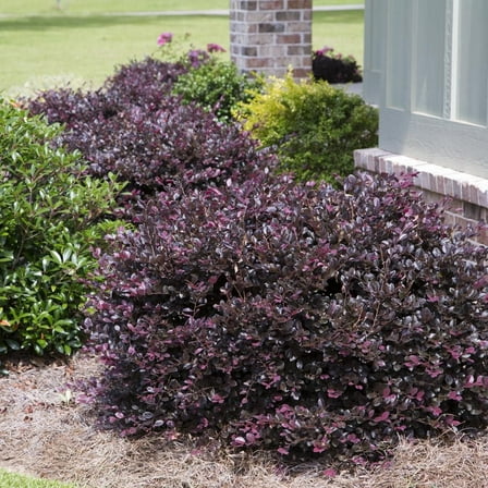 Plum Delight Loropetalum ( chinese fringe ) - Live Plant - ( 2.5 QT )