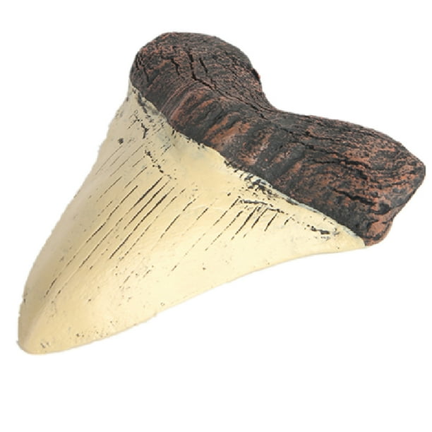 Dientes de tiburón Resina Retro Enseñanza Props Fósiles Megalodon resistente al fósil Diente de megalodon para aprendizaje Regalos de decoración Halloween Jumpingount HA011484-00B