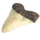 thumbnail image 1 of Dientes de tiburón Resina Retro Enseñanza Props Fósiles Megalodon resistente al fósil Diente de megalodon para aprendizaje Regalos de decoración Halloween Jumpingount  HA011484-00B, 1 of 6