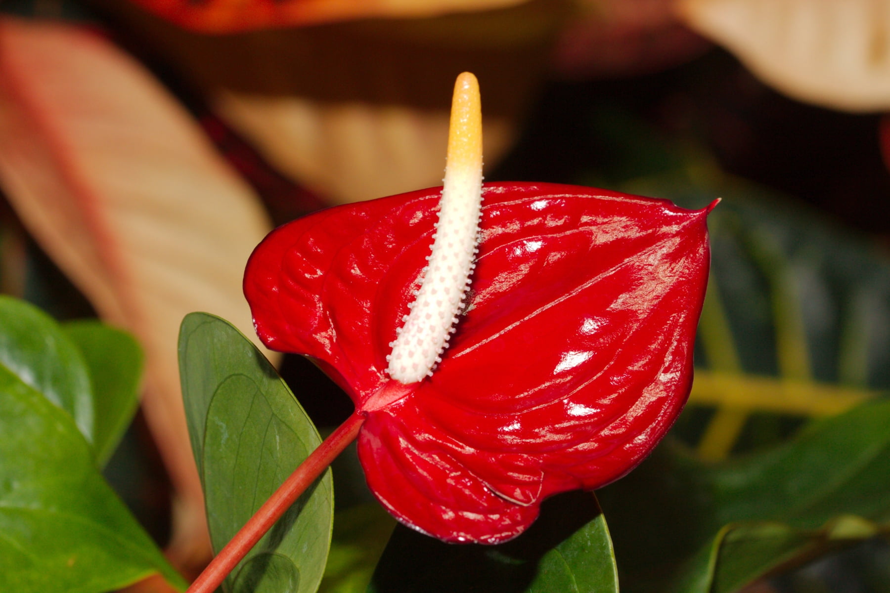 Hawaii Live Plants Hawaii-outer Isle Anthurium