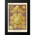 thumbnail image 2 of Haeckel, Ernst 11x14 Black Modern Framed Museum Art Print Titled - Haeckel Nature Illustrations: Jelly Fish, 2 of 5