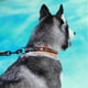 thumbnail image 3 of Collar de perro mediano y grande Collar de perro acolchado de malla reflectante 3M Collar de mascota de aventura al aire libre de nailon ajustable Adepaton 2034517-7, 3 of 9