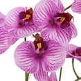 thumbnail image 5 of 23" Phale Orchid, 5 of 5