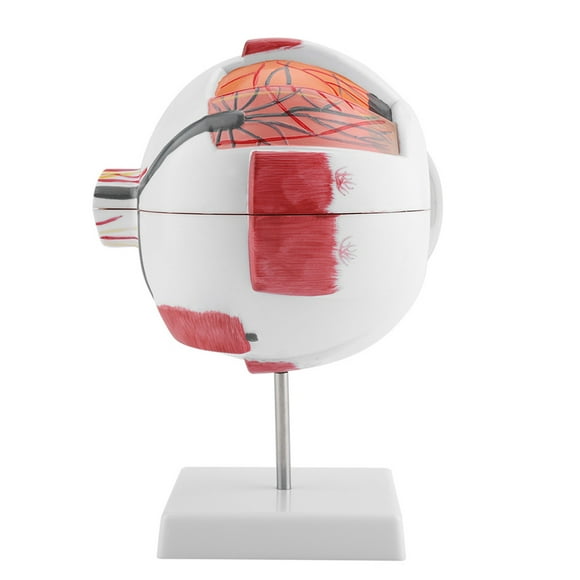 6X Removable Human Eye Eyeball Model, Classroom Teaching Equipment with Anatomy Study, Detailed Internal Structure