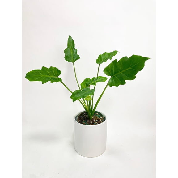Bumble Plants Philodendron Bipinnatifidum Shangri-La - Full Live Colorful Houseplant in Nursery Pot, Easy Care, Indoor Plant for Beginners