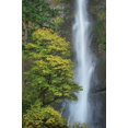 thumbnail image 2 of Majchrowicz, Alan 23x32 Black Ornate Wood Framed with Double Matting Museum Art Print Titled - Multnomah Falls color, 2 of 4