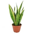 thumbnail image 3 of Snake Plant Sansevieria Laurentii (6"+ Terracotta Pot) - Air-purifying Houseplant for Home and Office Decoration, 3 of 5