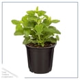 thumbnail image 3 of Live Aromatic and Edible Herb - Lemon Balm (4 Per Pack), Naturally Reduces Stress and Improves Air Quality, 8" Tall by 4" Wide in 1 Pint Pot, 3 of 7