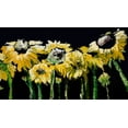 thumbnail image 2 of Chapman, Marcy 14x10 Black Ornate Wood Framed with Double Matting Museum Art Print Titled - Sunflower Field on Black, 2 of 4
