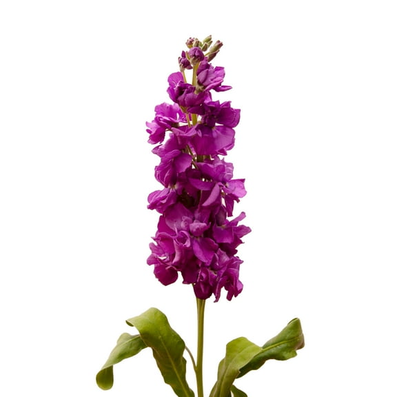 Reddish Stock - Farm Direct Fresh Cut Flowers - 140 Stems