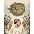 thumbnail image 3 of McCavitt, Naomi 15x18 Black Modern Framed Museum Art Print Titled - Antiquarian Menagerie - Puffer Fish, 3 of 5