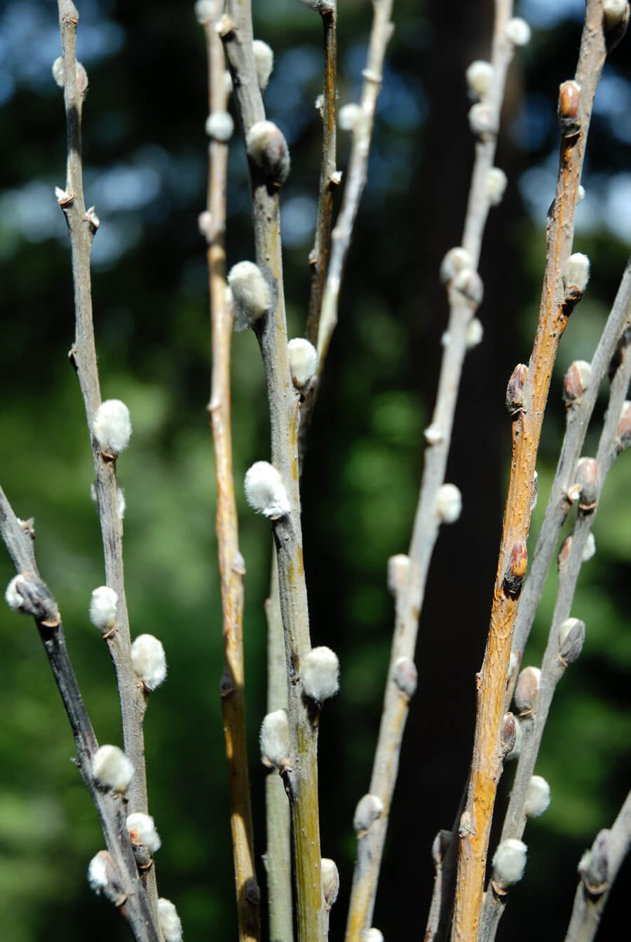 Pussy Willow Branches Pack Of 8