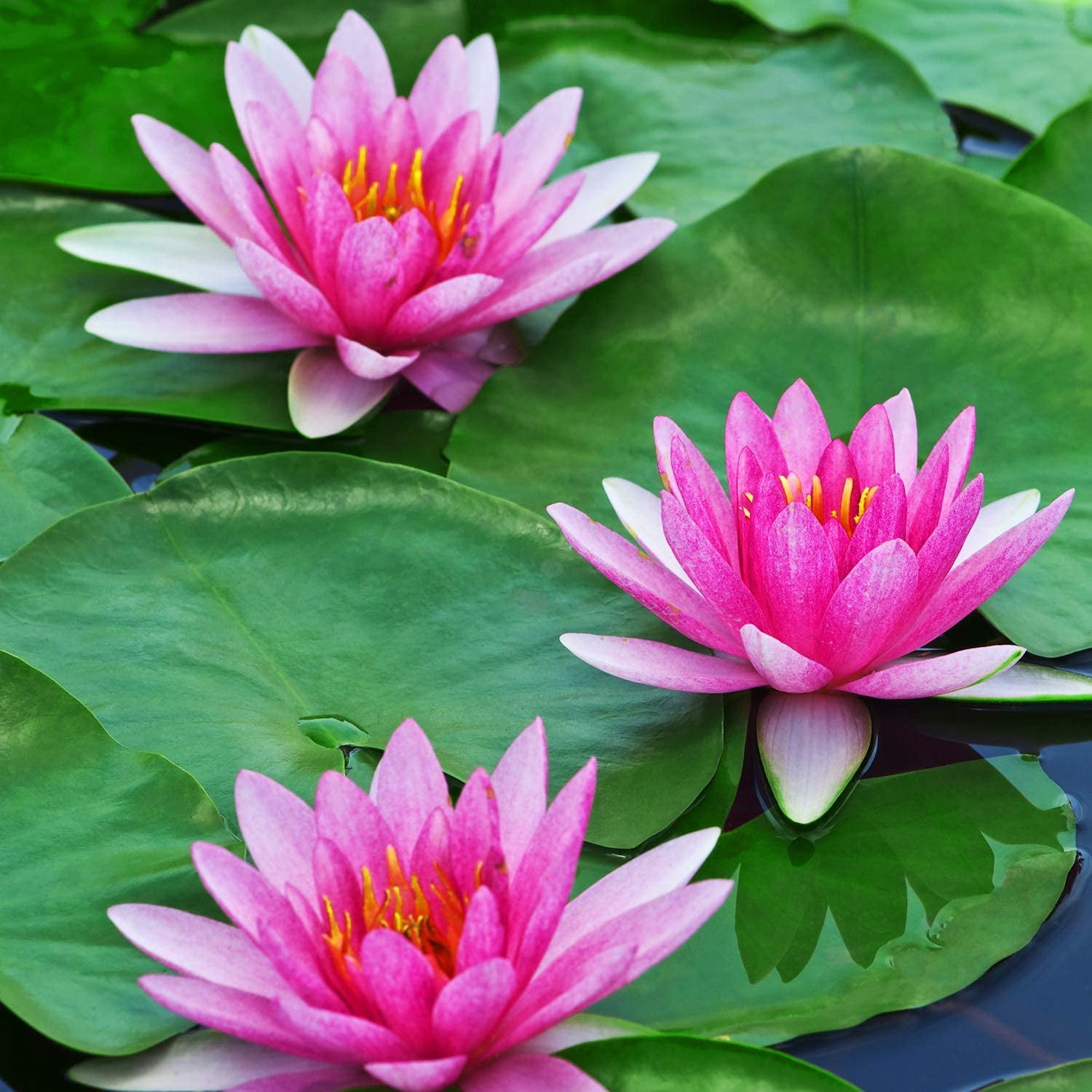 12 Pack Artificial Lily Pads Floating for Pond, 4 Sizes Lily Pad Fake Lotus Leaves Fish Decorations, Realistic Foam Water Plants for Koi Aquarium Fish Tank Pool Landscape Garden Decor