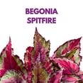 thumbnail image 2 of Begonia Rex Spitfire in a 6 inch Pot Pink Silver, 2 of 3