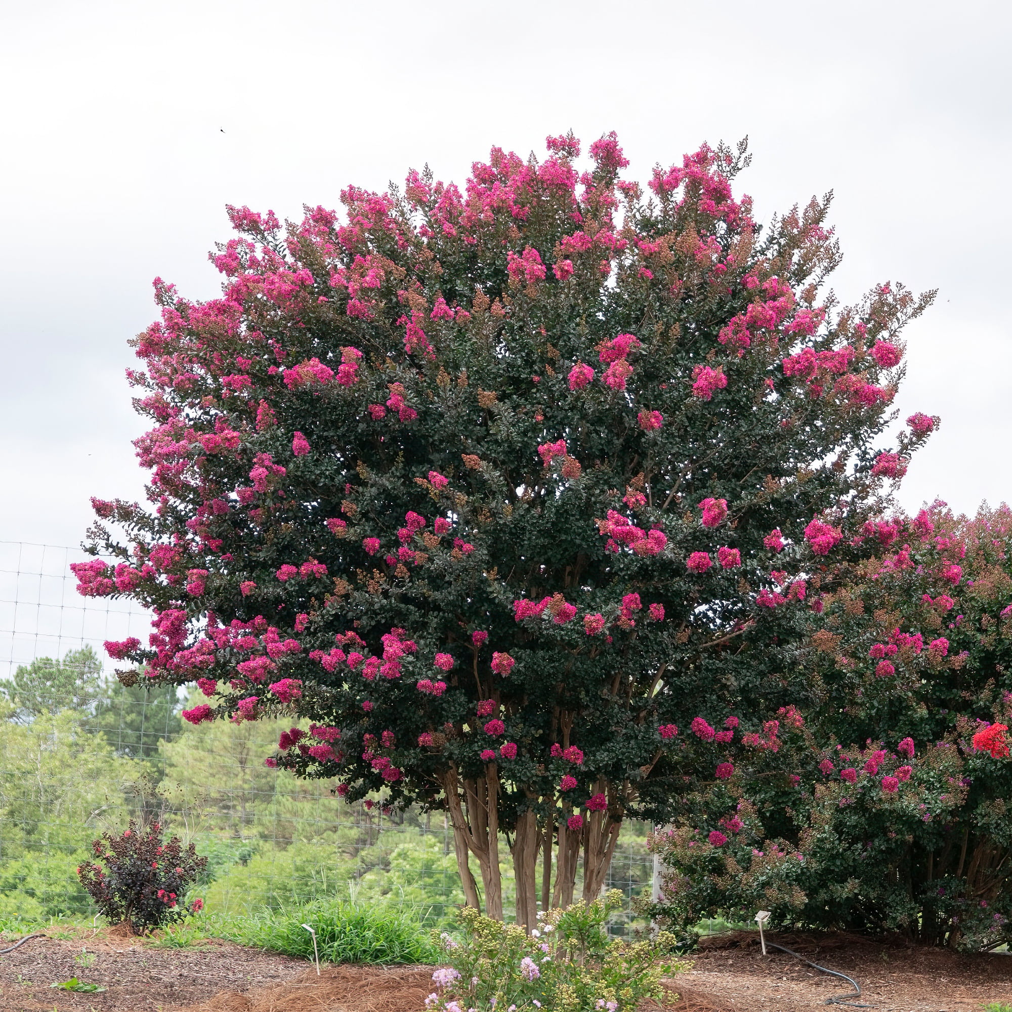 First Editions Plum Magic Crape Myrtle Live Shrub in 2-Gallon Grower Pot