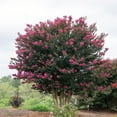 thumbnail image 6 of First Editions Plum Magic Crape Myrtle Live Shrub (7 Gallon), 6 of 12