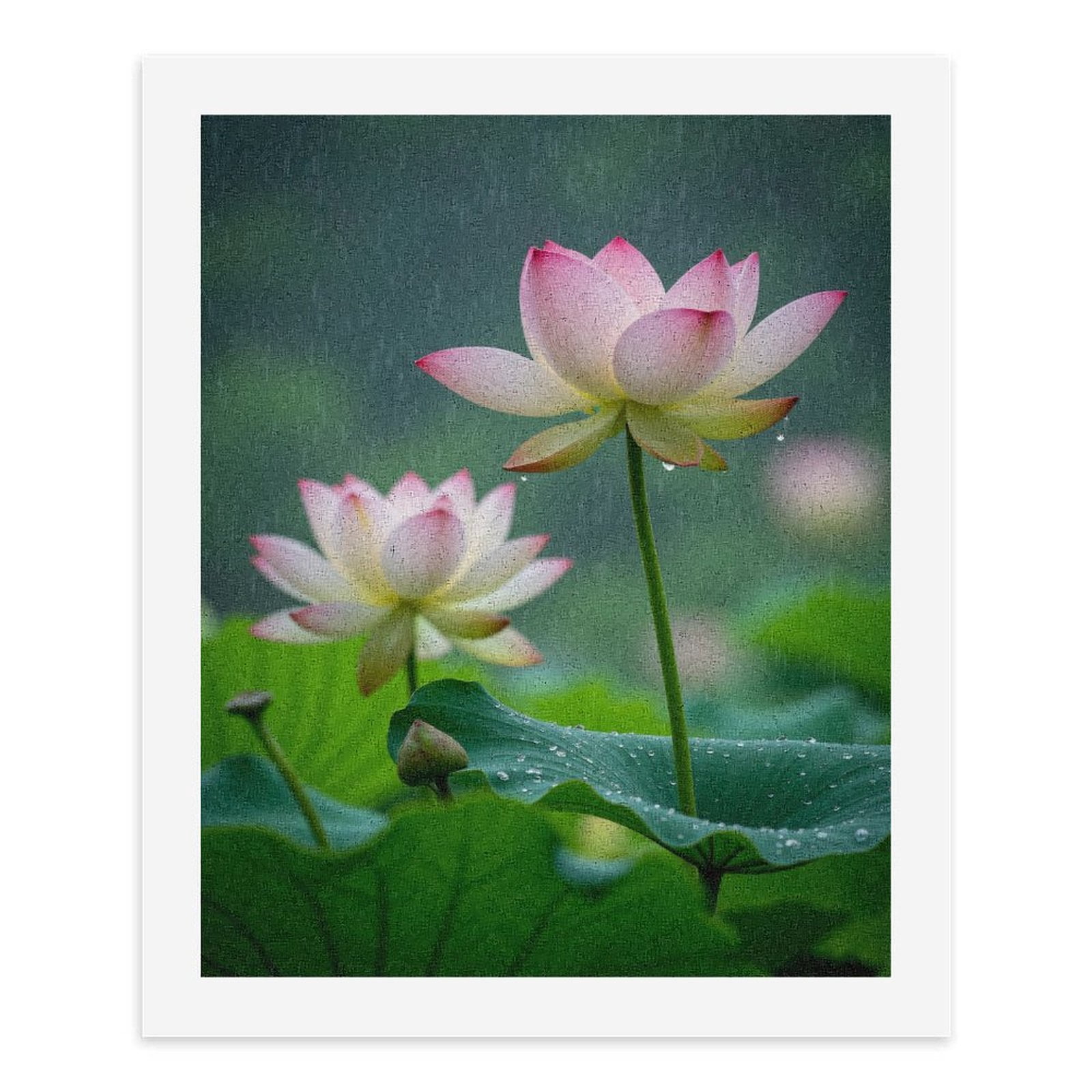 Paint By Numbers Kit for Adults Beginner - DIY Lotus Flowers In Rain Scene Canvas Painting Kits for Adults, Frameless Paint By Number for Adults for Home Wall Decor 16x20 Inch