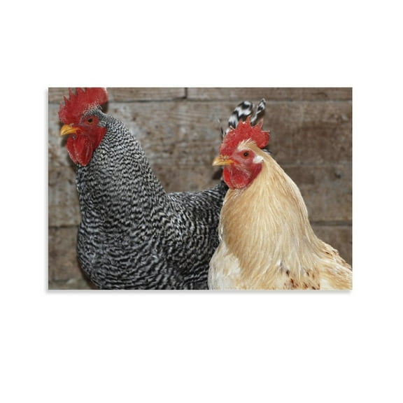Village Chicken Poster Decorative Painting Canvas Wall Art Living Room Posters Bedroom Painting,Unframe-style,16x24inch(40x60cm)