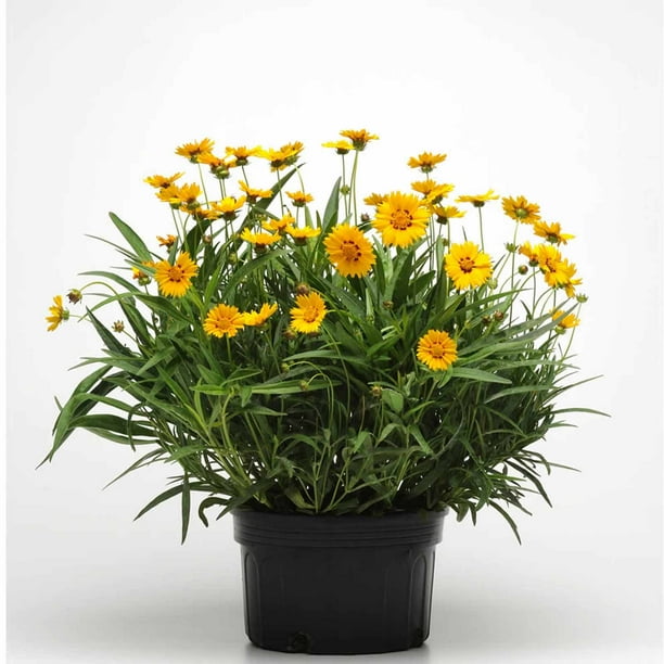 Sunfire Coreopsis Flower Seeds - 100 Seeds - Perennial Flower Garden