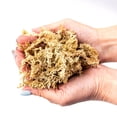 thumbnail image 4 of Premium Grade Sphagnum Moss by Gardenera Labs - 10 Quart - Organic Hand Mixed New Zealand Long Fibered Sphagnum Moss Orchid - 2 Bags of 5 Quart, 4 of 6