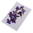 thumbnail image 1 of 10 Piezas de Flores Lobelia Prenasdos Elegante para Álbumes de Recortes de DIY Sunnimix Flores secas prensadas, 1 of 8