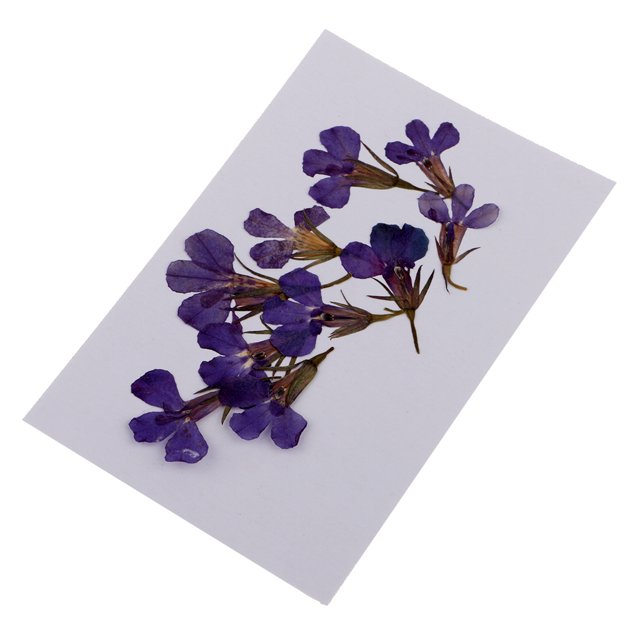 10 Piezas de Flores Lobelia Prenasdos Elegante para Álbumes de Recortes de DIY Sunnimix Flores secas prensadas