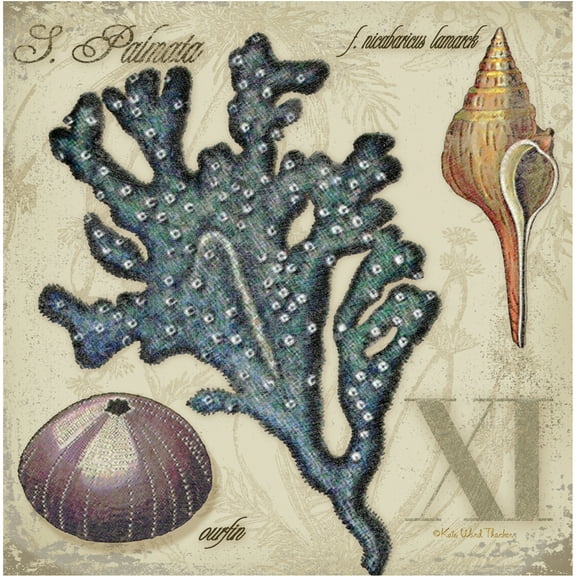 Thirstystone Occasions Drink Coasters, Set, Sea Life XI