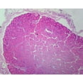 thumbnail image 3 of Biology and General Mammal Histology Microscope Slide Set – 19 Slides by Go Science Crazy, 3 of 7