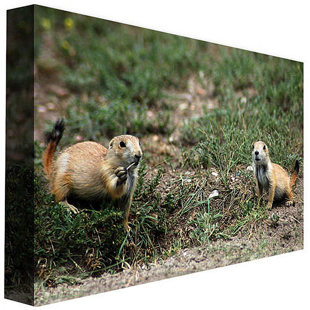 Trademark Art "Dakota Prairie Dog" Canvas Wall Art by Nicole Dietz