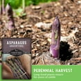 thumbnail image 5 of 3 Packs Argenteuil Purple Asparagus Seeds - Non-GMO Heirloom Perennial Full Sun Vegetable, 5 of 8