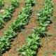 thumbnail image 4 of BESTYASH 5Ud Soportes De Arqueada Para Cubierta De Plantas Protección Heladas, 4 of 7