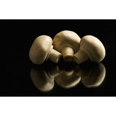 Three button mushrooms backlit and reflecting on black foreground and background Calgary Alberta Canada Stretched Canvas - Michael Interisano  Design Pics (19 x