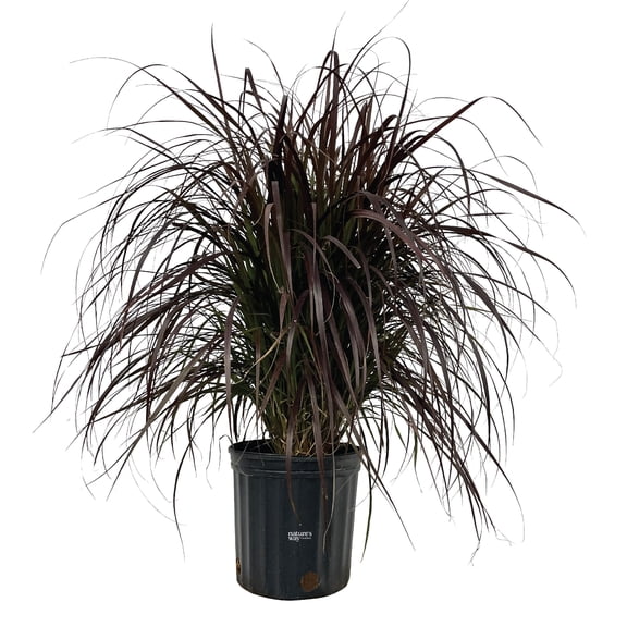 Nature's Way Farms Fountain Grass Red (18-24 inches tall) in growers pot