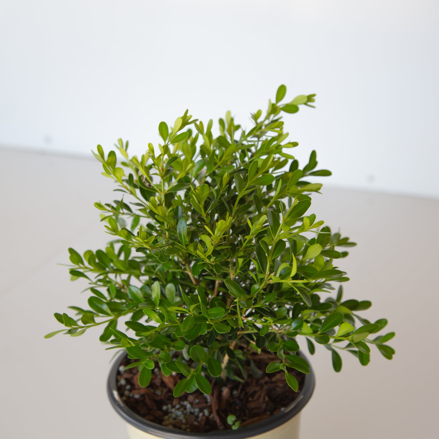 Better Boxwood Skylight (2.5 Qt.) Evergreen Full Sun Perennial Shrub with Glossy Green Foliage