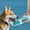 Vert Menthe, variante sur Fournitures pour Animaux Récipient Portable pour Nourriture et Eau pour Animaux Distributeur de Biberons Étanche pour Chien pour la Marche et les Voyages en Plein Air pour Chiens et Chats
