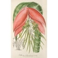 thumbnail image 2 of Charles Antoine Lemaire 13x18 Black Ornate Wood Framed Double Matted Museum Art Print Titled - Billbergia Baraquiniana (1854-1896), 2 of 5