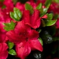 thumbnail image 3 of Azalea, Johanna Live Shrub (2.25 Gallon), 3 of 8