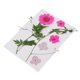 thumbnail image 1 of Flor Seca Real Prensada Natural para Fabricación , Fabricación de , Manualidades, Fundición de Resina, Adornos Hechos - Rosado BLESIY Flores secas prensadas naturales, 1 of 8