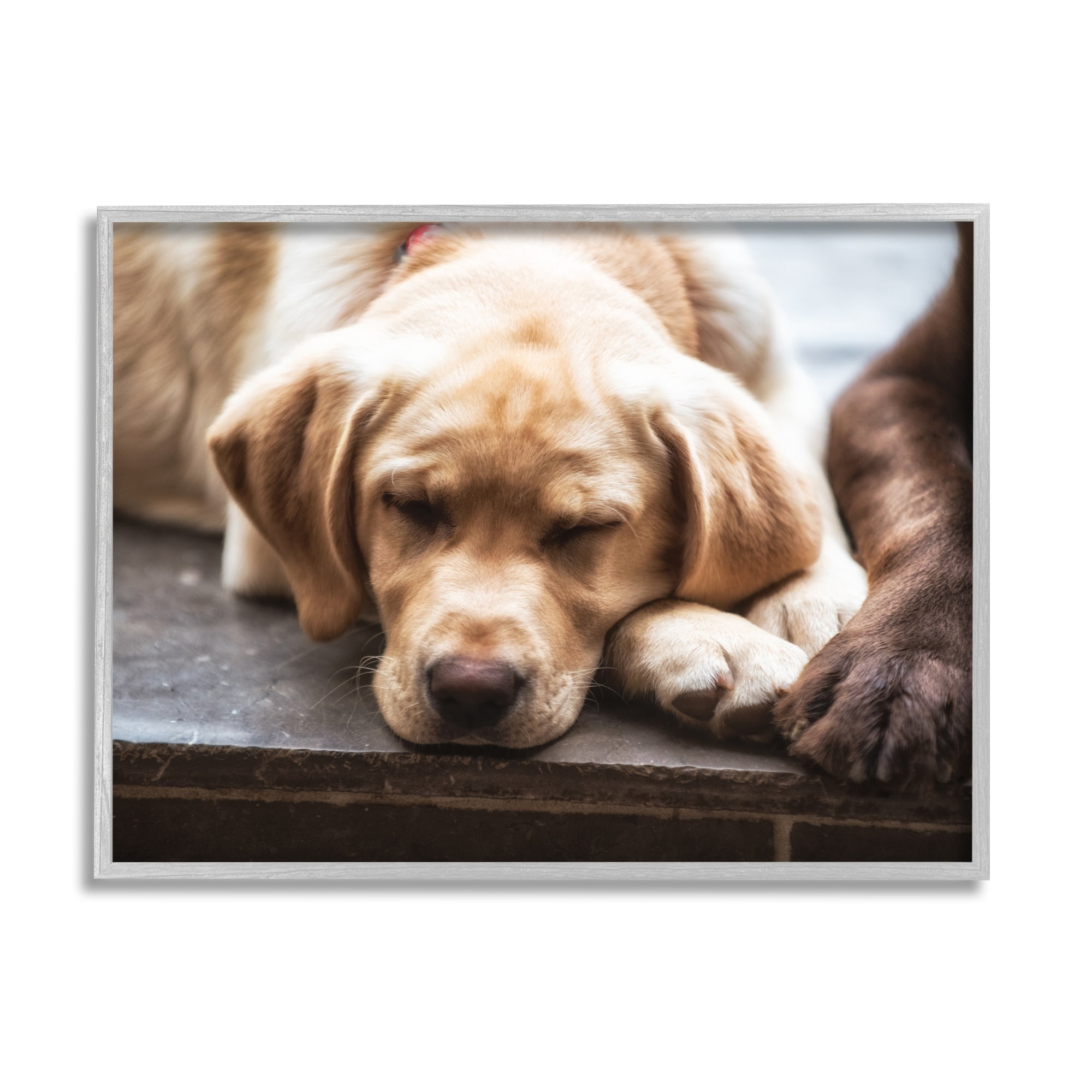Stupell Industries Sweet Sleeping Dogs Resting Paws Animal Photography Photograph Gray Framed Art Print Wall Art, Design by James Dobson
