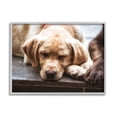 thumbnail image 4 of Stupell Industries Sweet Sleeping Dogs Resting Paws Animal Photography Photograph Gray Framed Art Print Wall Art, Design by James Dobson, 4 of 5