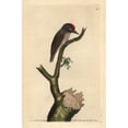 thumbnail image 2 of Spot-Breasted Woodpecker Or Least Woodpeckera Poster Print By ® Florilegius Mary Evans (18 X 24), 2 of 4