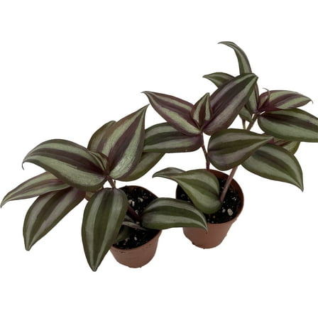 Sterling Silver Tradescantia - 2 Plants 2" Pots - Purple & Silver